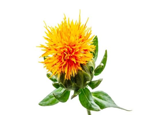 yellow safflower seeds flower
