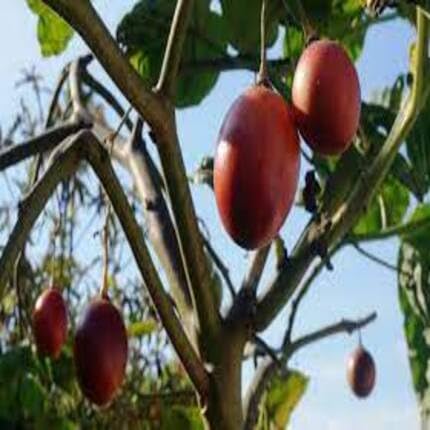 Red Tamarillo ,red vegetable seeds - Heirloom, Organic, Non Gmo Garden Seeds for kitchen garden planting