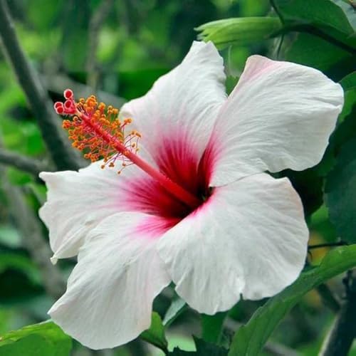 Pink White Hibiscus Flower Seeds