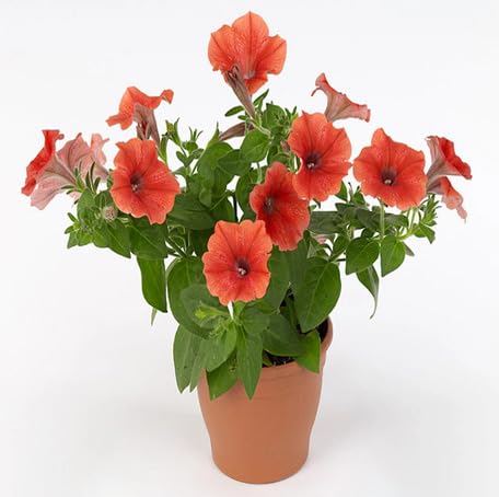 Orange Petunia Flower Seeds