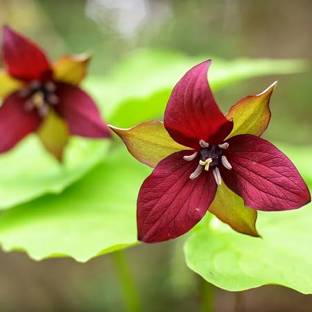 Trillium Flower Seeds