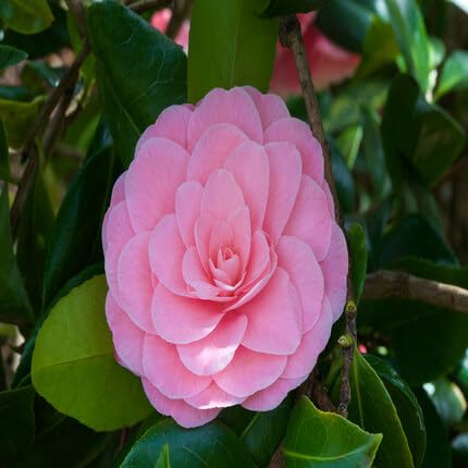 Pink Camellia Flower Seeds