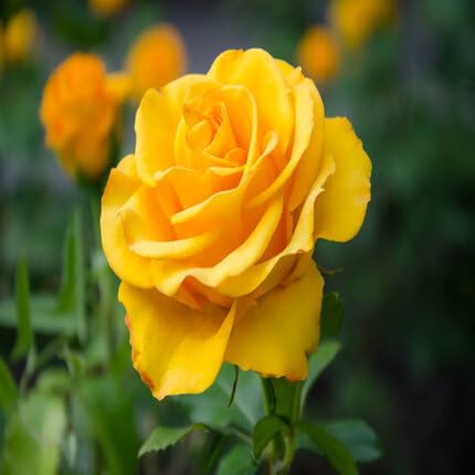 Yellow Rose Flower Seeds