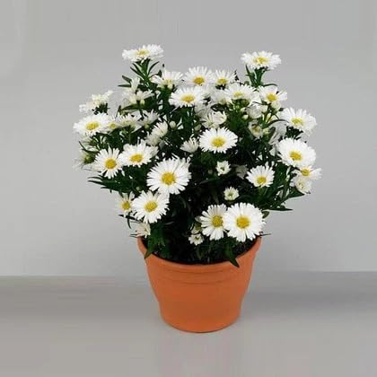 White Aster Flower Seeds