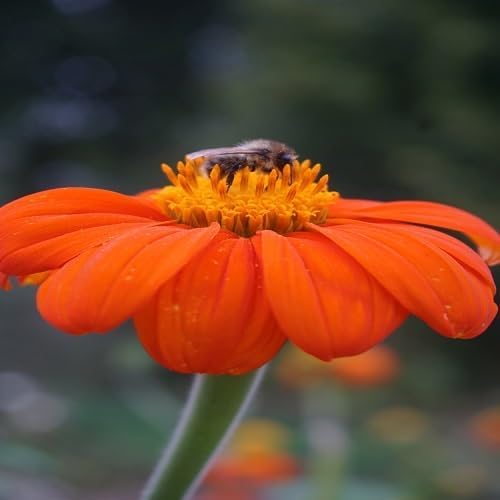 Tithonia Torch Flower Seeds