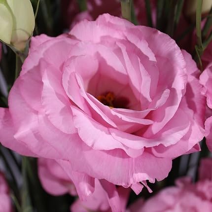 Pink Eustoma Flower Seeds