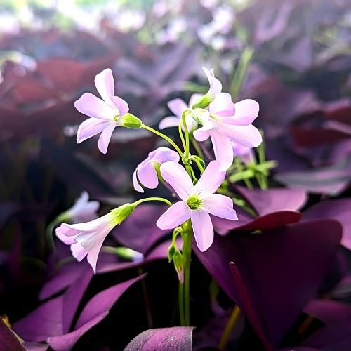 Oxalis Flower Seeds