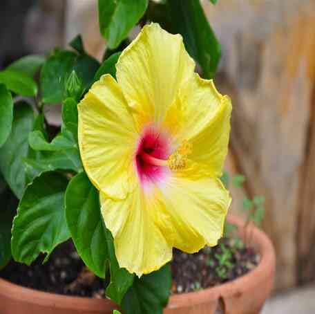 Yellow Hibiscus Flower Seeds
