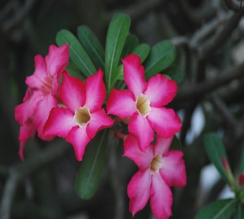 adenium flower seeds flower