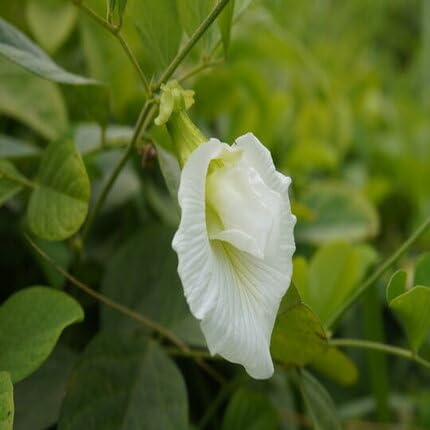White Aparajita Flower Seeds