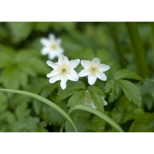 White Anemone Nemorosa Flower Seeds