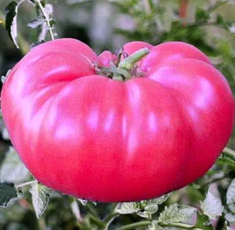 Pink Tomato vegetable seeds vegetable seeds for Home Gardening, Fresh Seasonal Vegetable Planting for kitchen garden planting