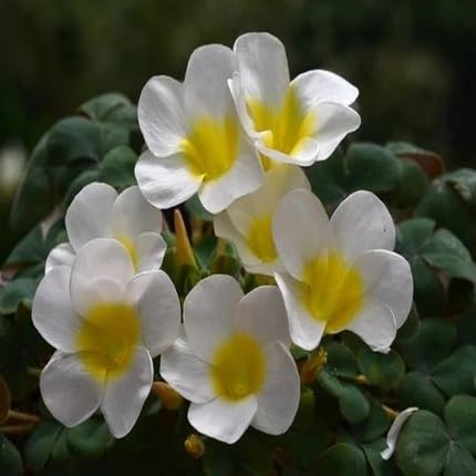 White Oxalis Flower Seeds