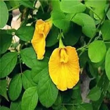 Aparajita Flower Seeds