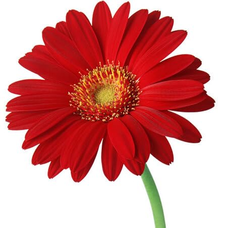 Gerbera Flower Seeds