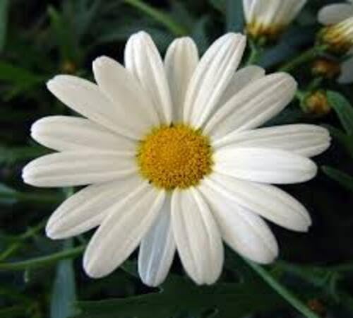 White Giant Daisy Flower Seeds