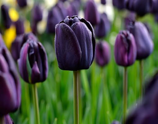 Brown Tulip Flower Seeds