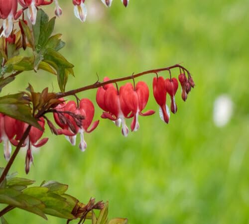 Red Lamprocapnos Flower Seeds