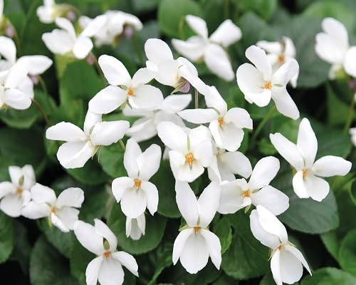 White Viola Odorata Flowers Seeds