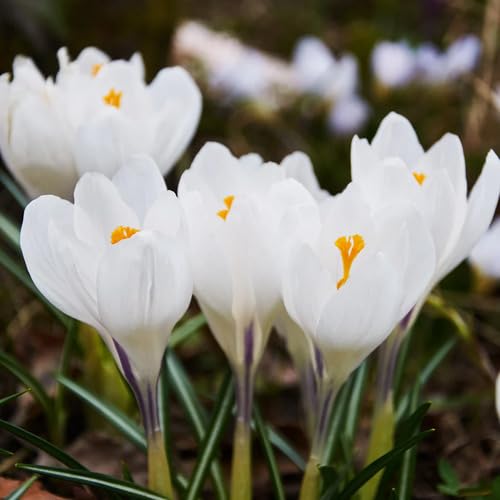 White Crocus Flower Seeds