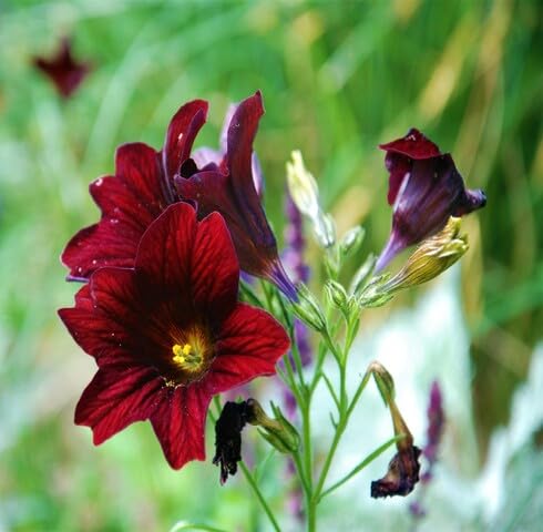 Red Salpiglossis Flower Seeds