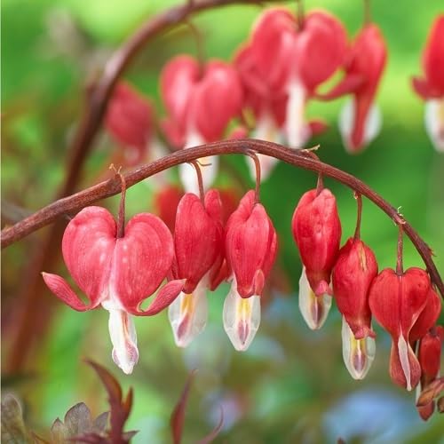 Red Dicentra Spectabilis Flower Seeds