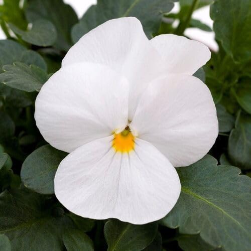 White Viola Flower Seeds