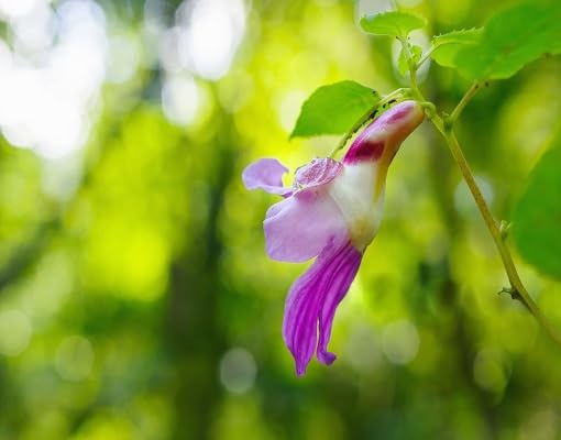 Pink White Impatiens Psittacina Flower Seeds