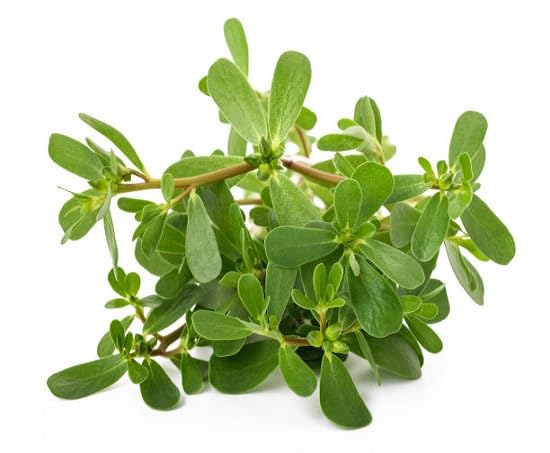 Green Purslane Flower Seeds