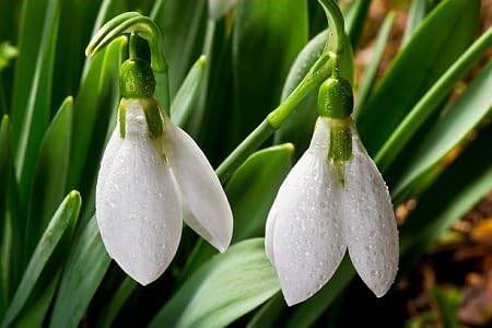 White Nivalis Flower Seeds