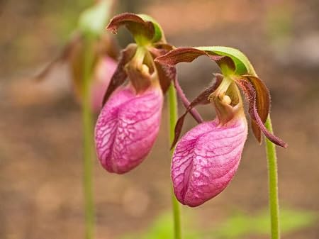 Pink Lady's Slipper Flower Seeds