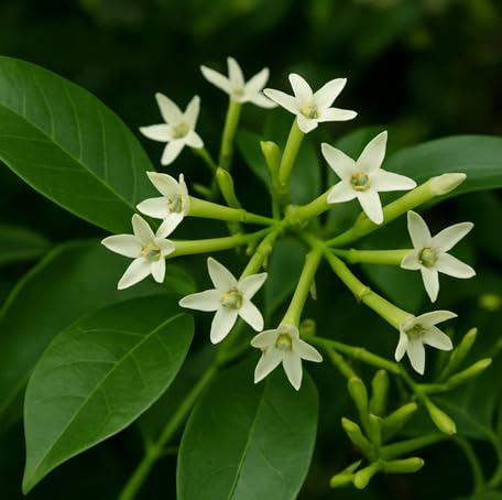 White Cestrum nocturnum Flower Seeds