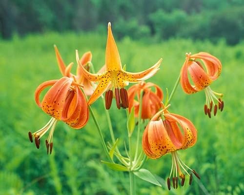 Orange Lilium Superbum Flower Seeds