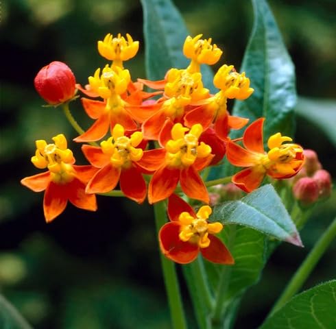 Red Yellow Asclepias Flower Seeds