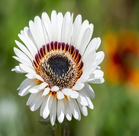 White Venidium Fastuosum Flower Seeds