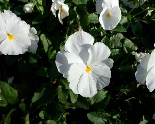 White Pansy Flower Seeds