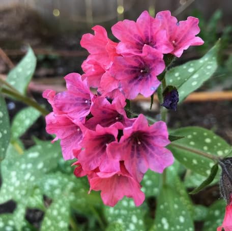 Pink Pulmonaria Flower Seeds