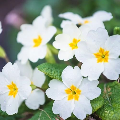 Primula Flower Seeds