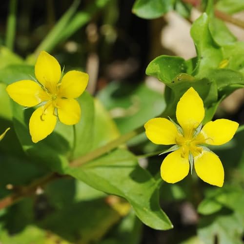 Yellow Pimpernel Flower Seeds