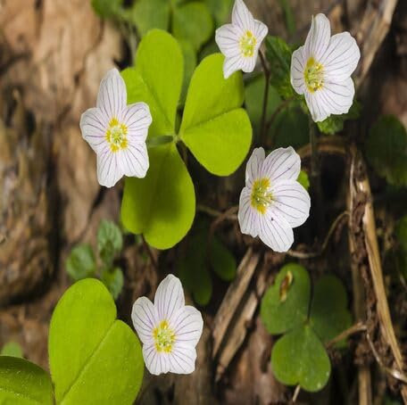 White Oxalis acetosella Flower Seeds