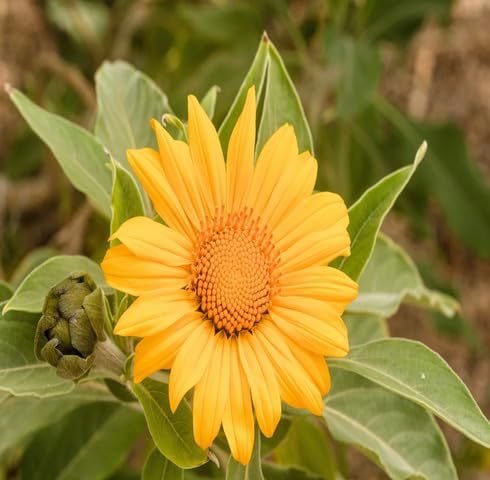 Yellow Tithonia Flower Seeds