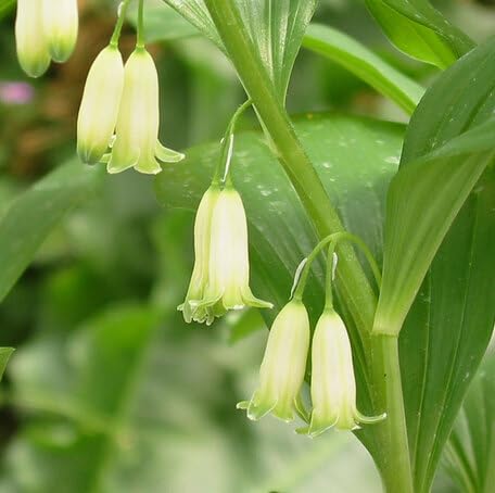 White Polygonatum Flower Seeds