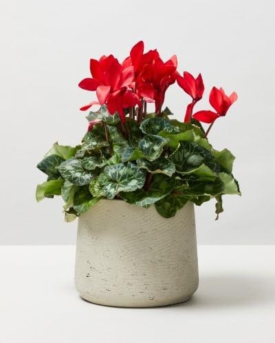 Red Cyclamen Flower Seeds