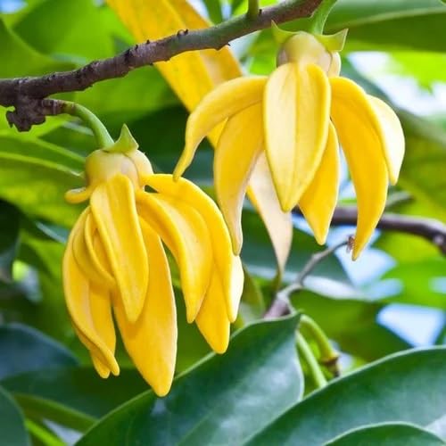 Yellow Cananga Odorata Flower Seeds