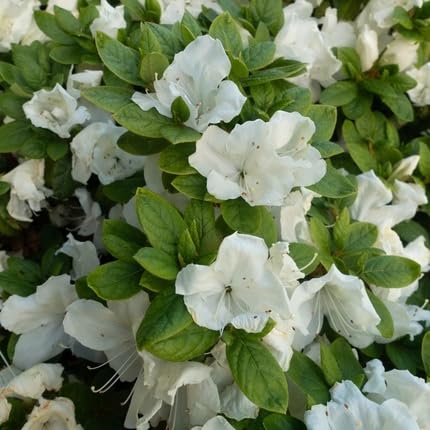 Balsam Flower Seeds Mixed - Heirloom Non GMO Premium Garden Seeds for Planting