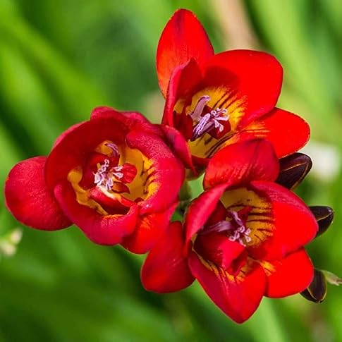 Freesia Flower Seeds