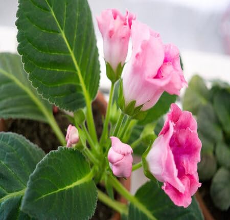 Pink Gloxinia Flower Seeds