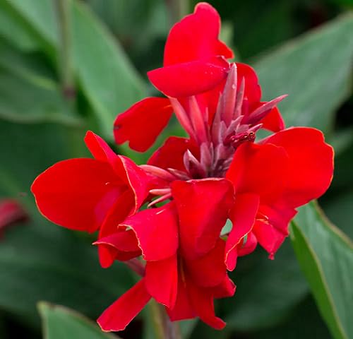 Red Cannalily Flower Seeds