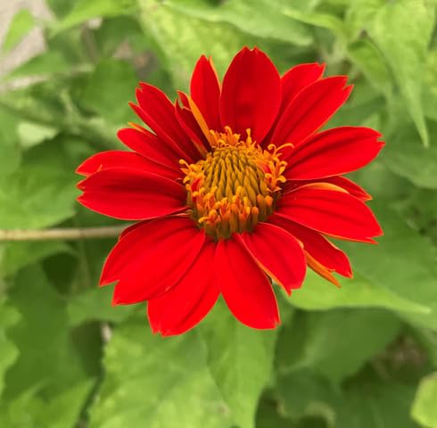 Red Tithonia Flower Seeds