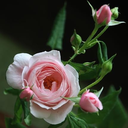 Pink Pale Rose Flower Seeds